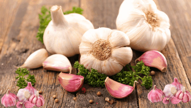 10 Poderosos Benefícios do Alho para a Saúde: revela-se um verdadeiro tesouro de benefícios para a saúde. Sua rica composição de compostos bioativos confere-lhe propriedades antimicrobianas, antioxidantes, anti-inflamatórias e cardioprotetoras, além de um potencial promissor na prevenção do câncer e na melhora de diversos aspectos da saúde. Incorporar o alho de forma regular e consciente na dieta é uma maneira simples e saborosa de promover o bem-estar geral e aproveitar os múltiplos poderes ocultos deste ingrediente extraordinário