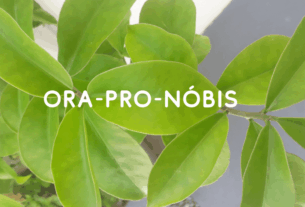 Estudos comprovam o seu potencial como complemento alimentar devido às propriedades nutricionais, apresentando altos teores de aminoácidos não essenciais, proteínas e carboidratos. Além de ação prebiótica, vitaminas, minerais e fibras, com ação antioxidante e anti-inflamatória, sendo uma alternativa fácil e de baixo custo para enriquecer a dieta.