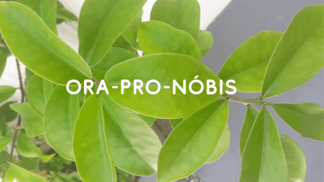 Estudos comprovam o seu potencial como complemento alimentar devido às propriedades nutricionais, apresentando altos teores de aminoácidos não essenciais, proteínas e carboidratos. Além de ação prebiótica, vitaminas, minerais e fibras, com ação antioxidante e anti-inflamatória, sendo uma alternativa fácil e de baixo custo para enriquecer a dieta.