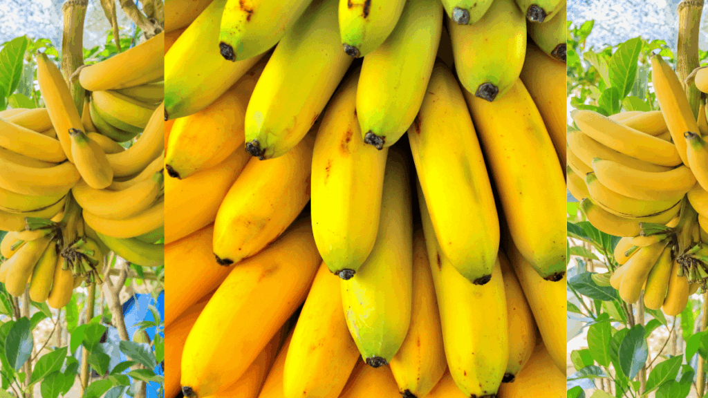 A banana é muito mais do que uma simples fruta. É um alimento funcional repleto de nutrientes e compostos bioativos que oferecem uma ampla gama de benefícios para a saúde. Desde fornecer energia sustentada e proteger o coração até melhorar a digestão, fortalecer o sistema imunológico e contribuir para o bem-estar emocional, a banana merece um lugar de destaque em uma dieta equilibrada e um estilo de vida saudável