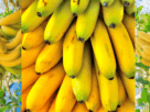 A banana é muito mais do que uma simples fruta. É um alimento funcional repleto de nutrientes e compostos bioativos que oferecem uma ampla gama de benefícios para a saúde. Desde fornecer energia sustentada e proteger o coração até melhorar a digestão, fortalecer o sistema imunológico e contribuir para o bem-estar emocional, a banana merece um lugar de destaque em uma dieta equilibrada e um estilo de vida saudável