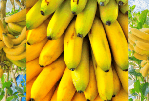 A banana é muito mais do que uma simples fruta. É um alimento funcional repleto de nutrientes e compostos bioativos que oferecem uma ampla gama de benefícios para a saúde. Desde fornecer energia sustentada e proteger o coração até melhorar a digestão, fortalecer o sistema imunológico e contribuir para o bem-estar emocional, a banana merece um lugar de destaque em uma dieta equilibrada e um estilo de vida saudável