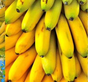 A banana é muito mais do que uma simples fruta. É um alimento funcional repleto de nutrientes e compostos bioativos que oferecem uma ampla gama de benefícios para a saúde. Desde fornecer energia sustentada e proteger o coração até melhorar a digestão, fortalecer o sistema imunológico e contribuir para o bem-estar emocional, a banana merece um lugar de destaque em uma dieta equilibrada e um estilo de vida saudável