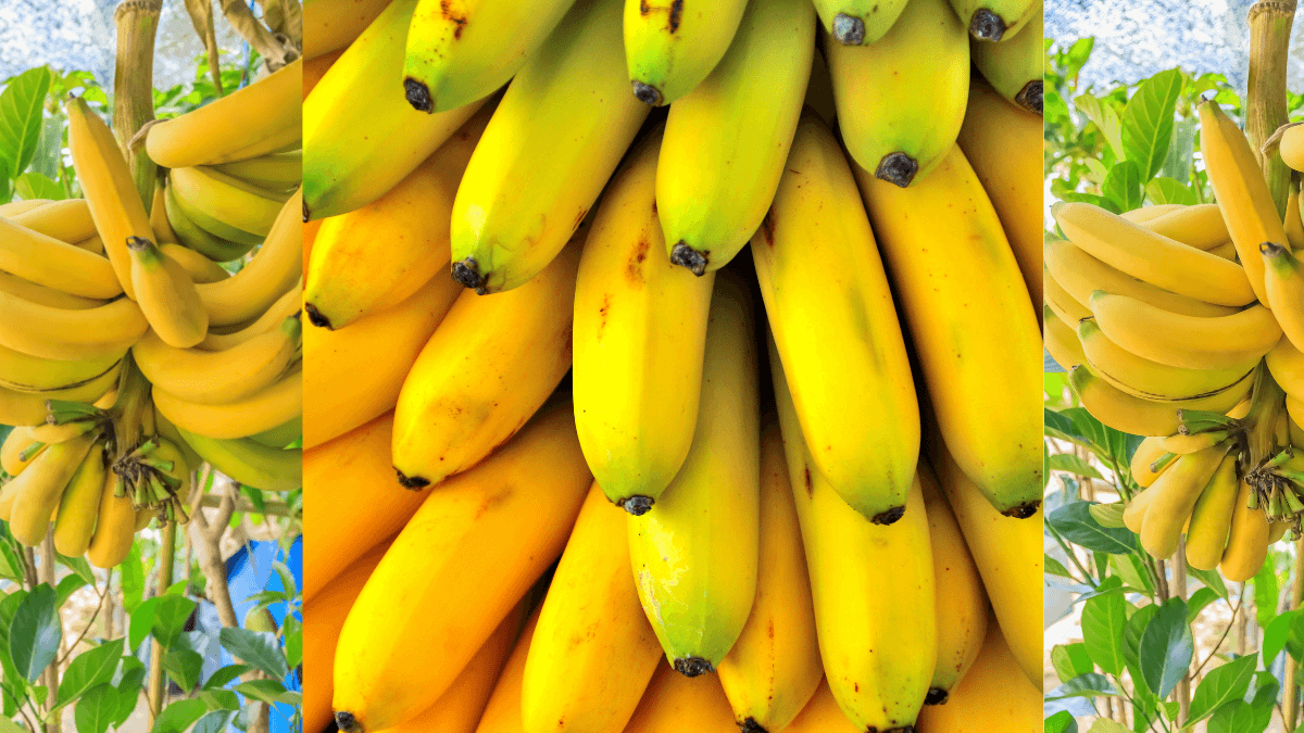 10 Superpoderes da Banana para Turbinar a Sua Saúde
