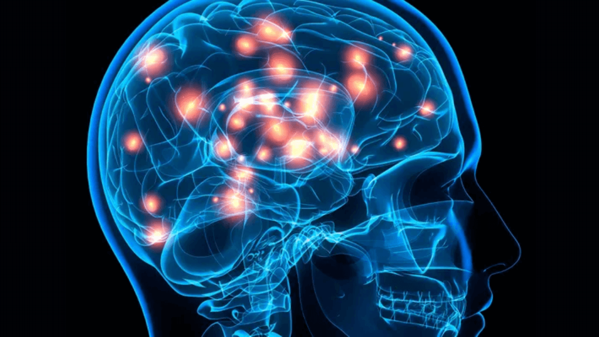 O cérebro também precisa de certos nutrientes para se manter saudável. Os ácidos graxos ômega-3, por exemplo, ajudam a construir e reparar as células cerebrais, e os antioxidantes reduzem o estresse celular e a inflamação, que estão ligados ao envelhecimento cerebral e a doenças neurodegenerativas, como o Alzheimer.