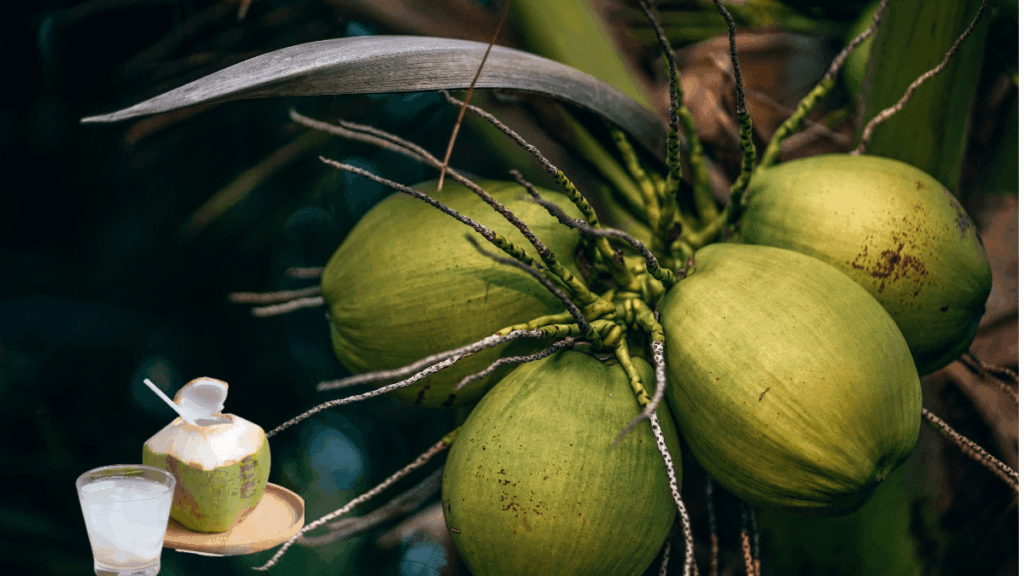 Os Poderosos Benefícios da Água de Coco Verde : A maioria dos benefícios da água de coco para a saúde se deve aos seus altos níveis de eletrólitos , como potássio, cálcio e magnésio. Os eletrólitos são minerais essenciais que possuem carga positiva ou negativa natural quando dissolvidos em água. Eles ajudam o corpo a regular reações químicas e a manter os fluidos corporais em equilíbrio, entre muitas outras coisas.