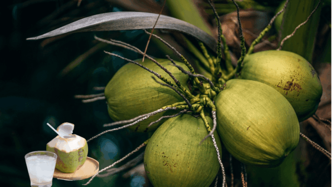Os Poderosos Benefícios da Água de Coco Verde : A maioria dos benefícios da água de coco para a saúde se deve aos seus altos níveis de eletrólitos , como potássio, cálcio e magnésio. Os eletrólitos são minerais essenciais que possuem carga positiva ou negativa natural quando dissolvidos em água. Eles ajudam o corpo a regular reações químicas e a manter os fluidos corporais em equilíbrio, entre muitas outras coisas.