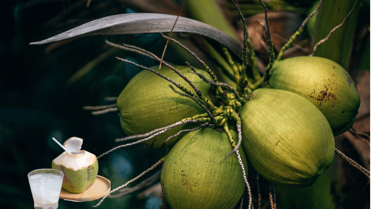 Água de Coco Verde 10 Poderosos Benefícios