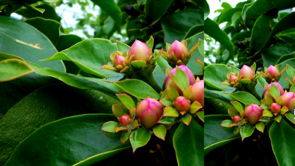 Ora-Pro-Nóbis Um Tesouro para a Sua Saúde
