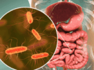 As Bactérias Intestinais em um mundo onde a busca por saúde e longevidade frequentemente se concentra em dietas restritivas, suplementos exóticos e rotinas de exercícios exaustivas, existe um universo inteiro operando silenciosamente dentro do corpo humano, ditando regras fundamentais sobre o bem-estar físico e mental. Antes de tudo, é essencial compreender que o organismo não é apenas uma máquina celular isolada; de fato, ele é um ecossistema vasto, complexo e altamente interconectado.