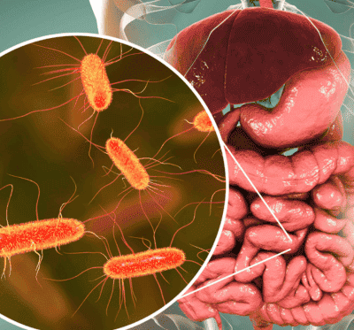 As Bactérias Intestinais em um mundo onde a busca por saúde e longevidade frequentemente se concentra em dietas restritivas, suplementos exóticos e rotinas de exercícios exaustivas, existe um universo inteiro operando silenciosamente dentro do corpo humano, ditando regras fundamentais sobre o bem-estar físico e mental. Antes de tudo, é essencial compreender que o organismo não é apenas uma máquina celular isolada; de fato, ele é um ecossistema vasto, complexo e altamente interconectado.