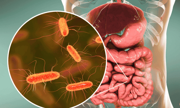 As Bactérias Intestinais em um mundo onde a busca por saúde e longevidade frequentemente se concentra em dietas restritivas, suplementos exóticos e rotinas de exercícios exaustivas, existe um universo inteiro operando silenciosamente dentro do corpo humano, ditando regras fundamentais sobre o bem-estar físico e mental. Antes de tudo, é essencial compreender que o organismo não é apenas uma máquina celular isolada; de fato, ele é um ecossistema vasto, complexo e altamente interconectado.