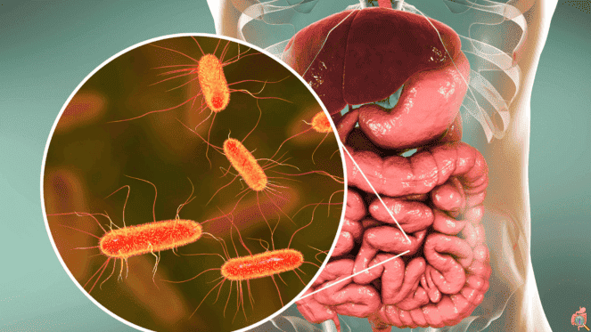 Bactérias Intestinais Em um mundo onde a busca por saúde e longevidade frequentemente se concentra em dietas restritivas, suplementos exóticos e rotinas de exercícios exaustivas, existe um universo inteiro operando silenciosamente dentro do corpo humano, ditando regras fundamentais sobre o bem-estar físico e mental. Antes de tudo, é essencial compreender que o organismo não é apenas uma máquina celular isolada; de fato, ele é um ecossistema vasto, complexo e altamente interconectado.